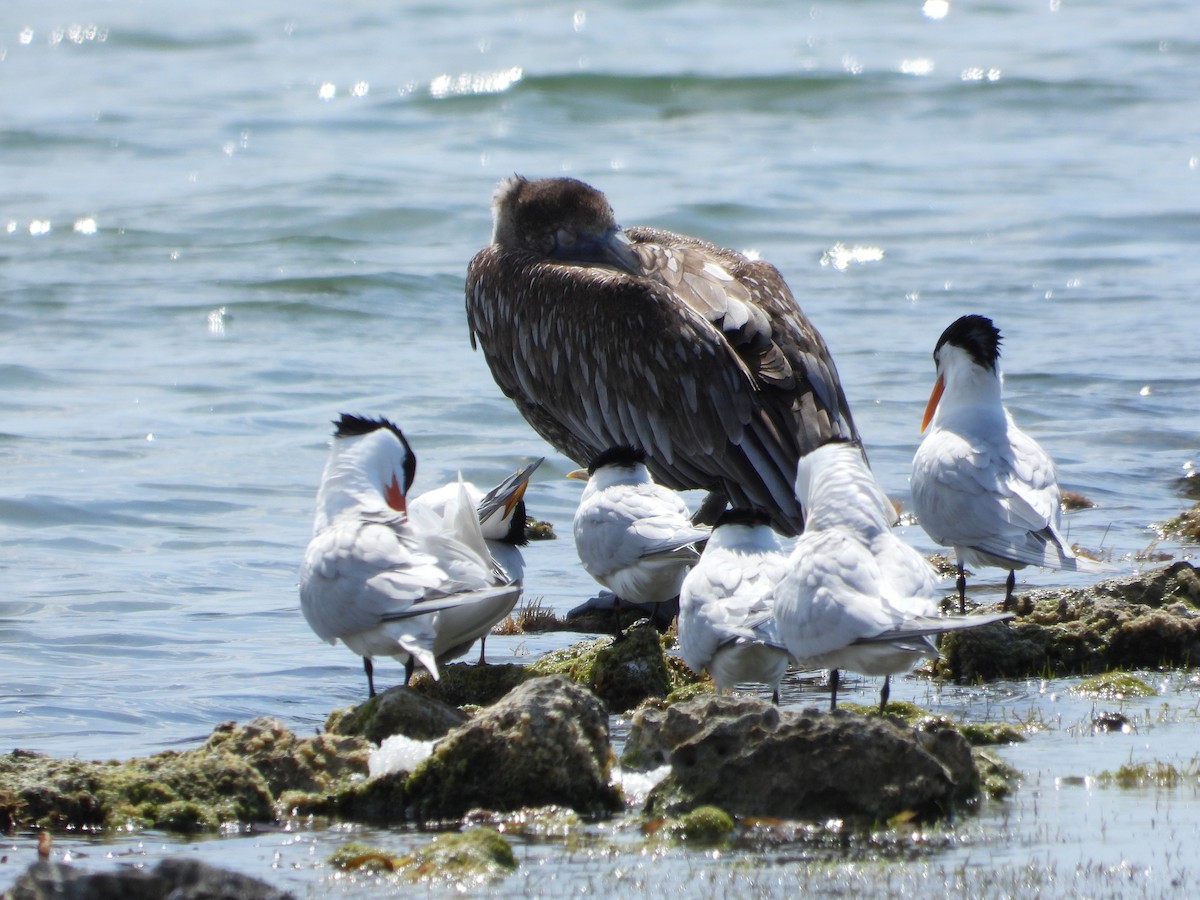 Sandwich Tern (Cayenne) - Denise Rekwest