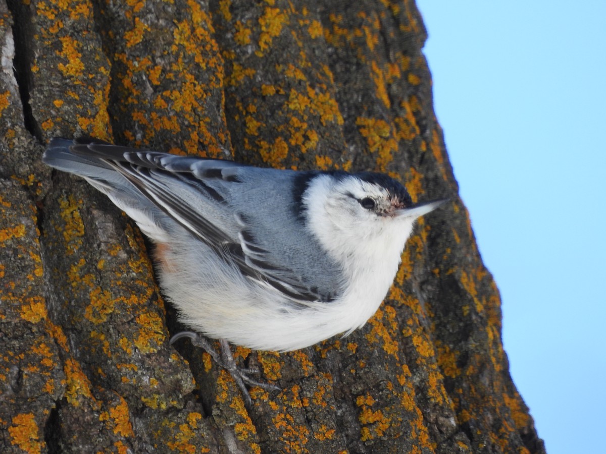 White-breasted Nuthatch - Robert Leonhardt