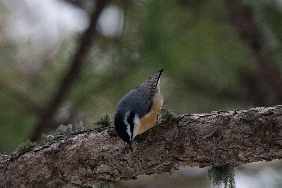 Red-breasted Nuthatch - Bente Torvund