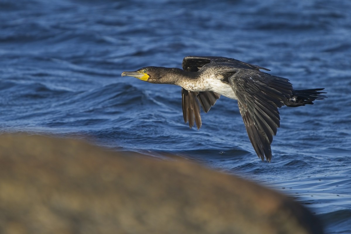 Great Cormorant (White-breasted) - ML616737892