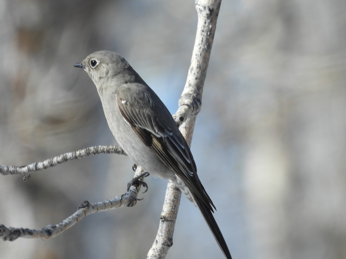 Townsend's Solitaire - Robert Leonhardt