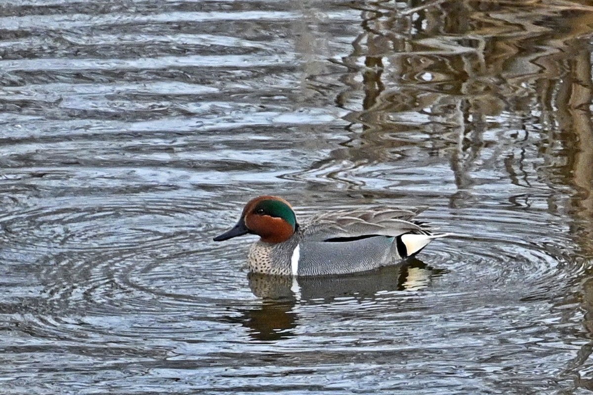 Green-winged Teal - ML616737912