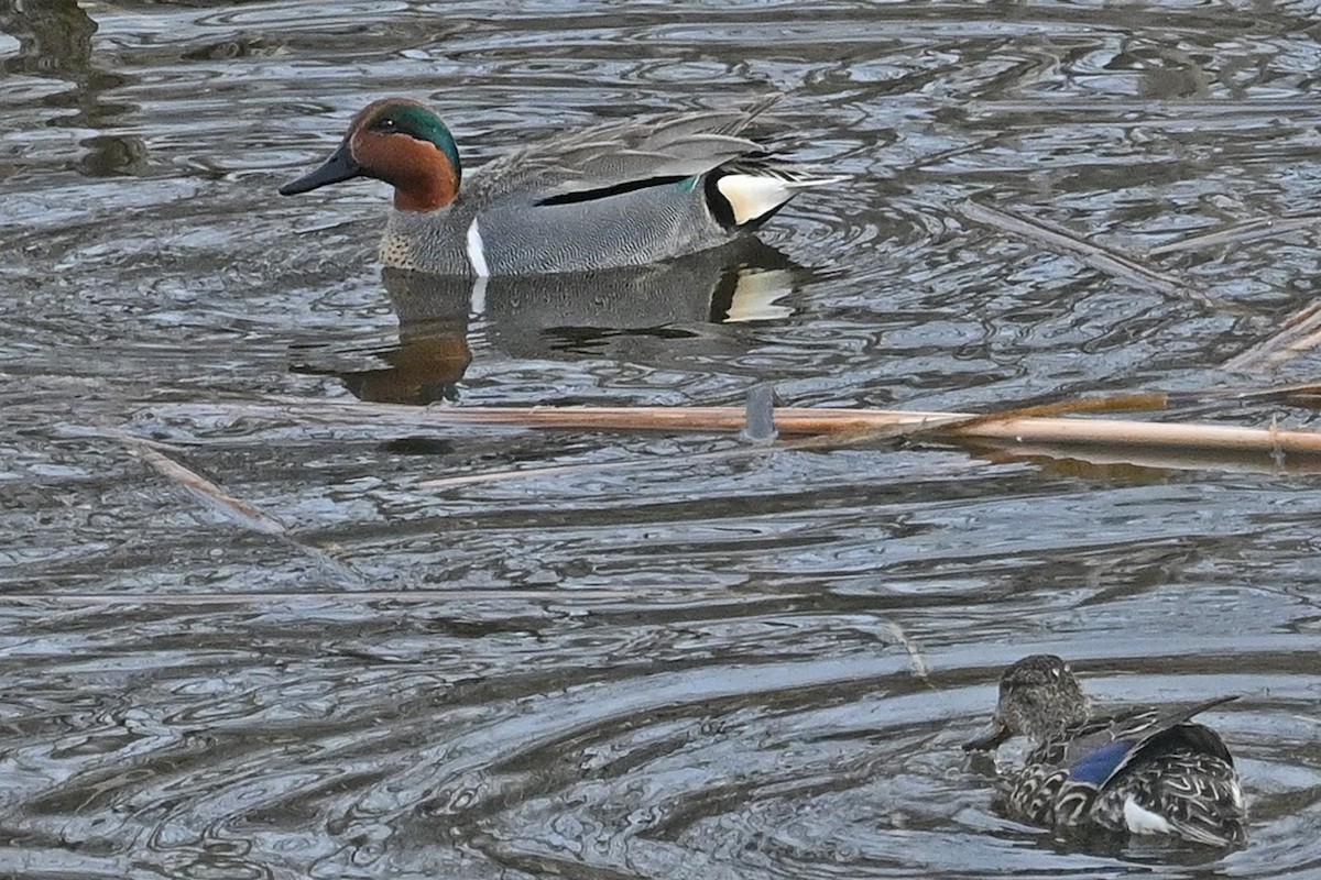 Green-winged Teal - ML616737913