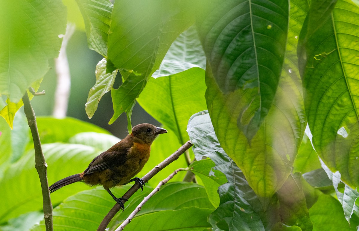 Scarlet-rumped Tanager - Herb Elliott