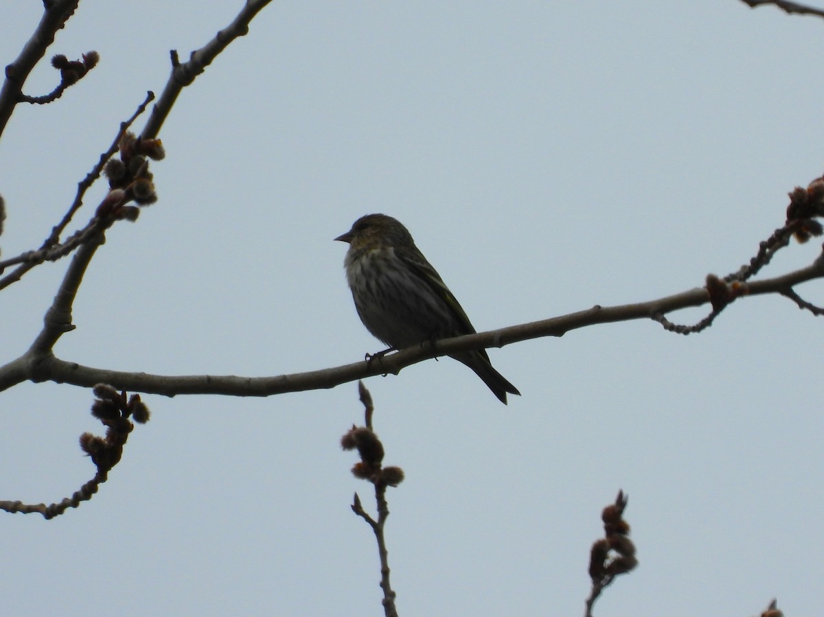 Pine Siskin - ML616737987