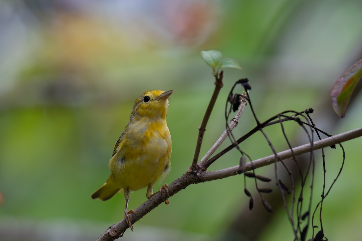 Yellow Warbler - Herb Elliott