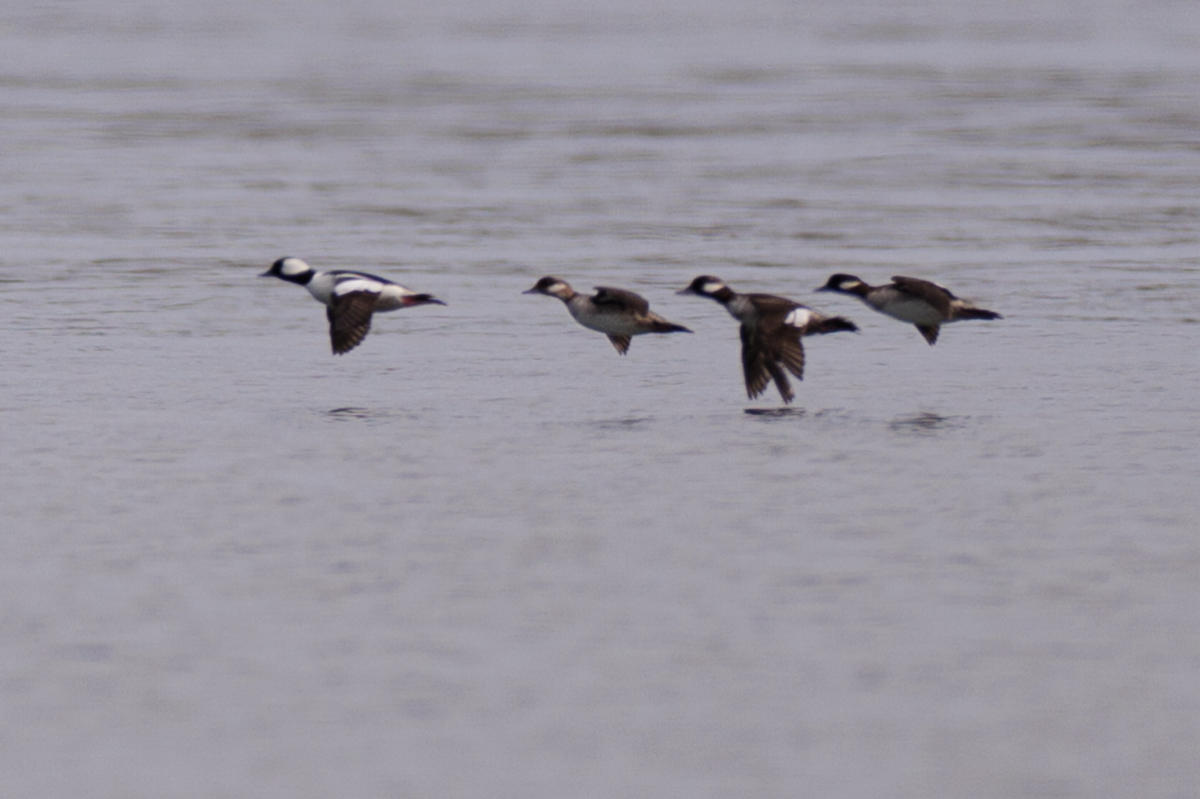 Bufflehead - ML616738017