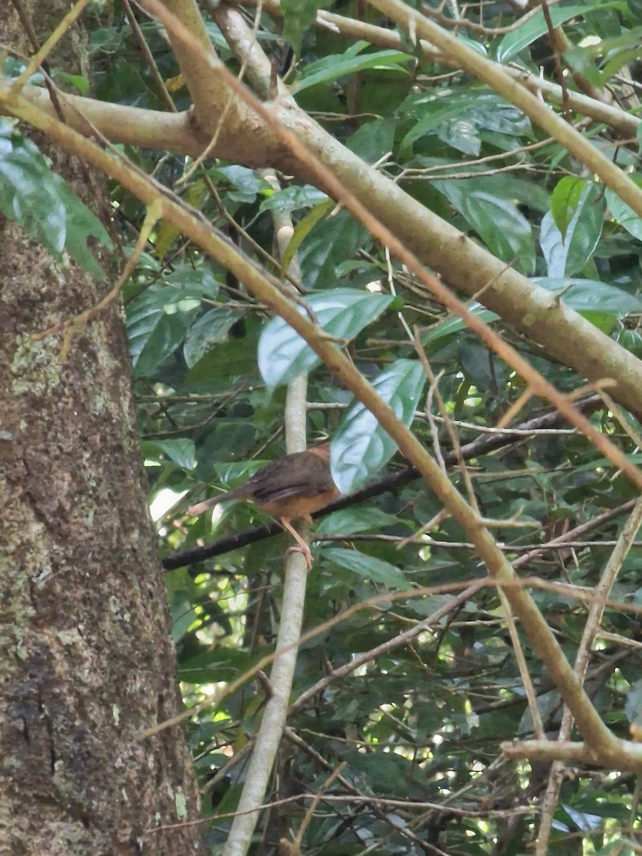 Brown-capped Babbler - ML616738026