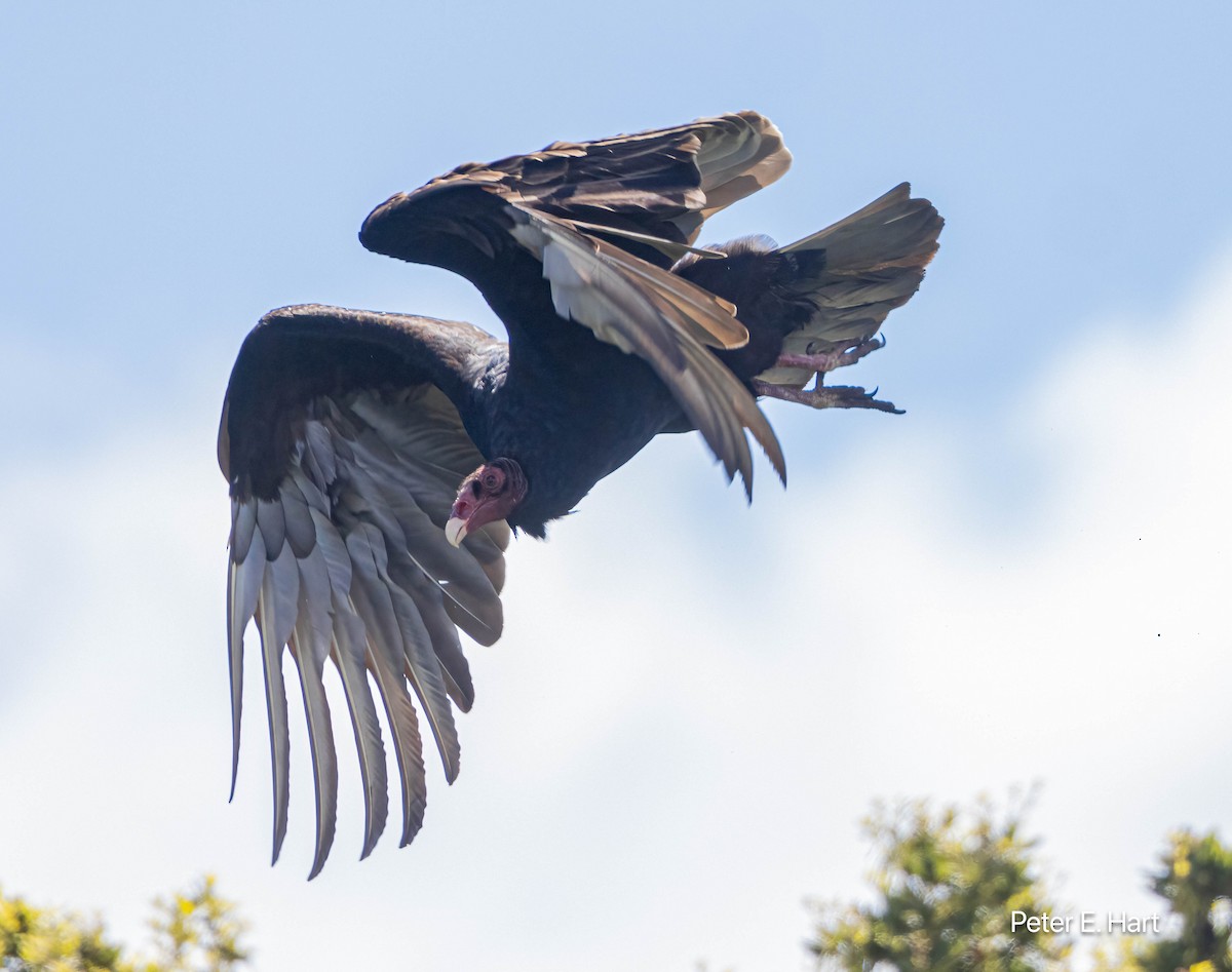 Turkey Vulture - Peter Hart