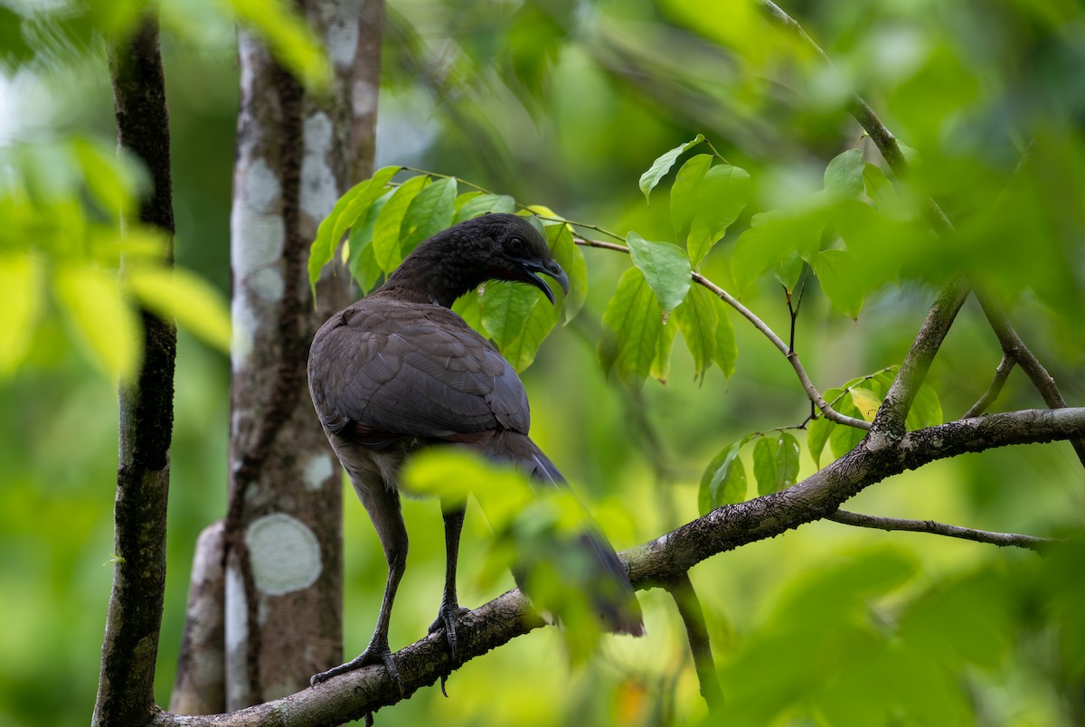 Gray-headed Chachalaca - Herb Elliott