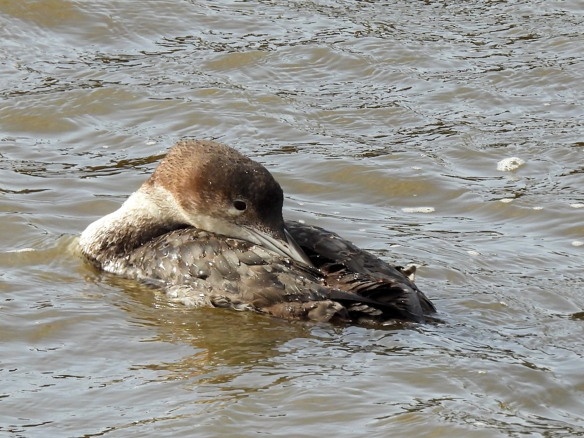 Common Loon - Colin Urmson