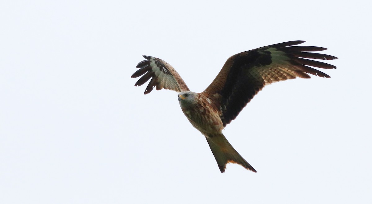 Red Kite - ML616738110