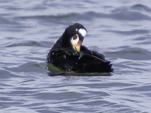 Surf Scoter - ML616738134