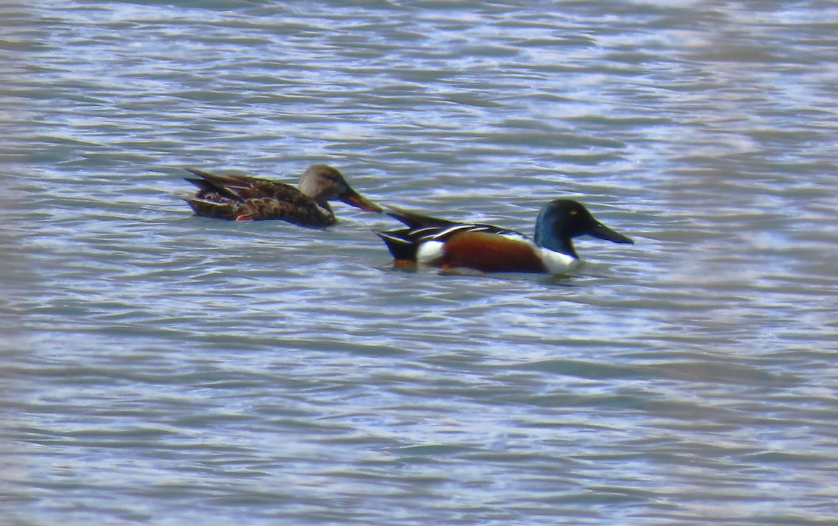 Northern Shoveler - ML616738137