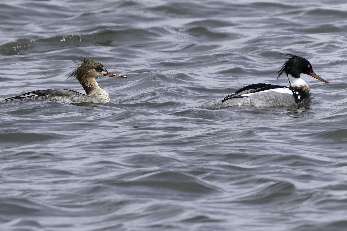 Red-breasted Merganser - ML616738152