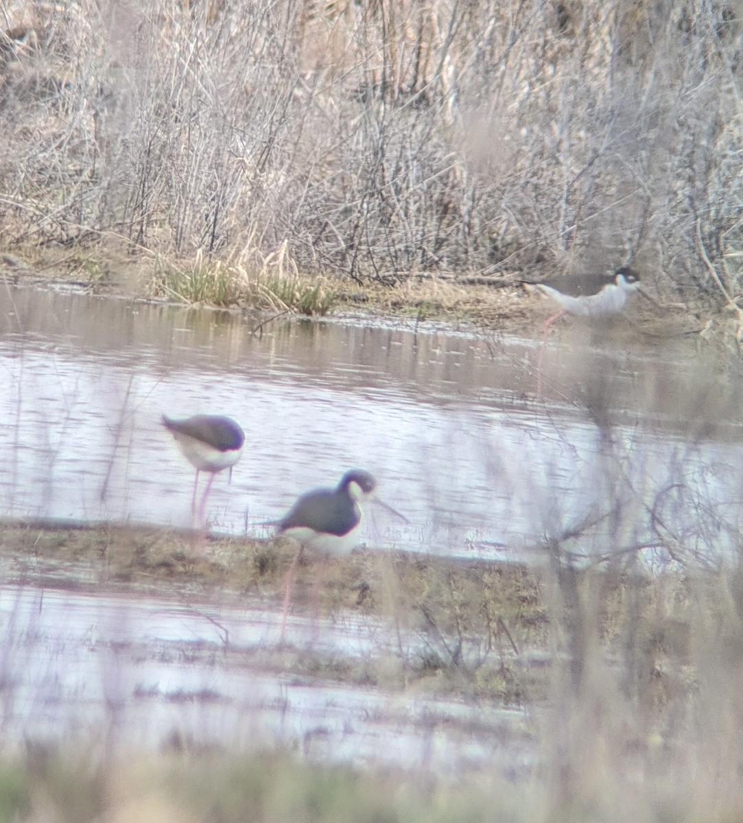 Black-necked Stilt - ML616738171