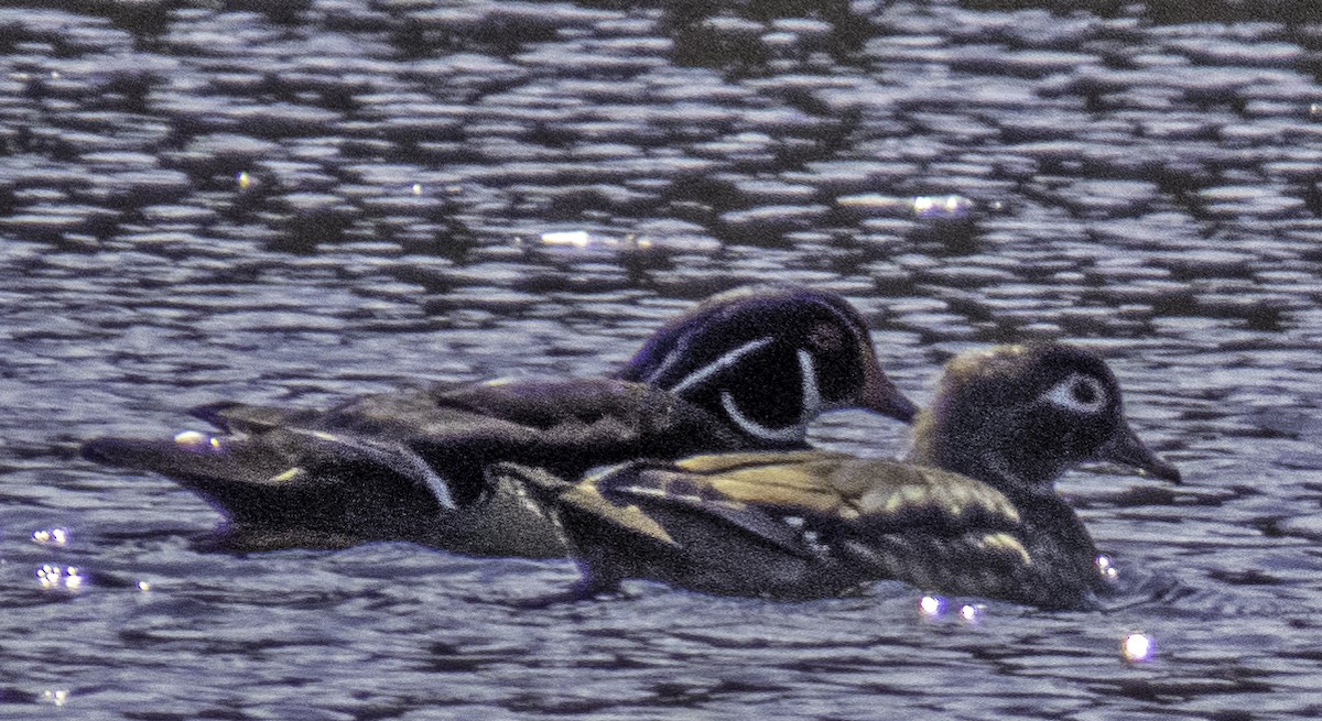 Wood Duck - Nancy Nordin