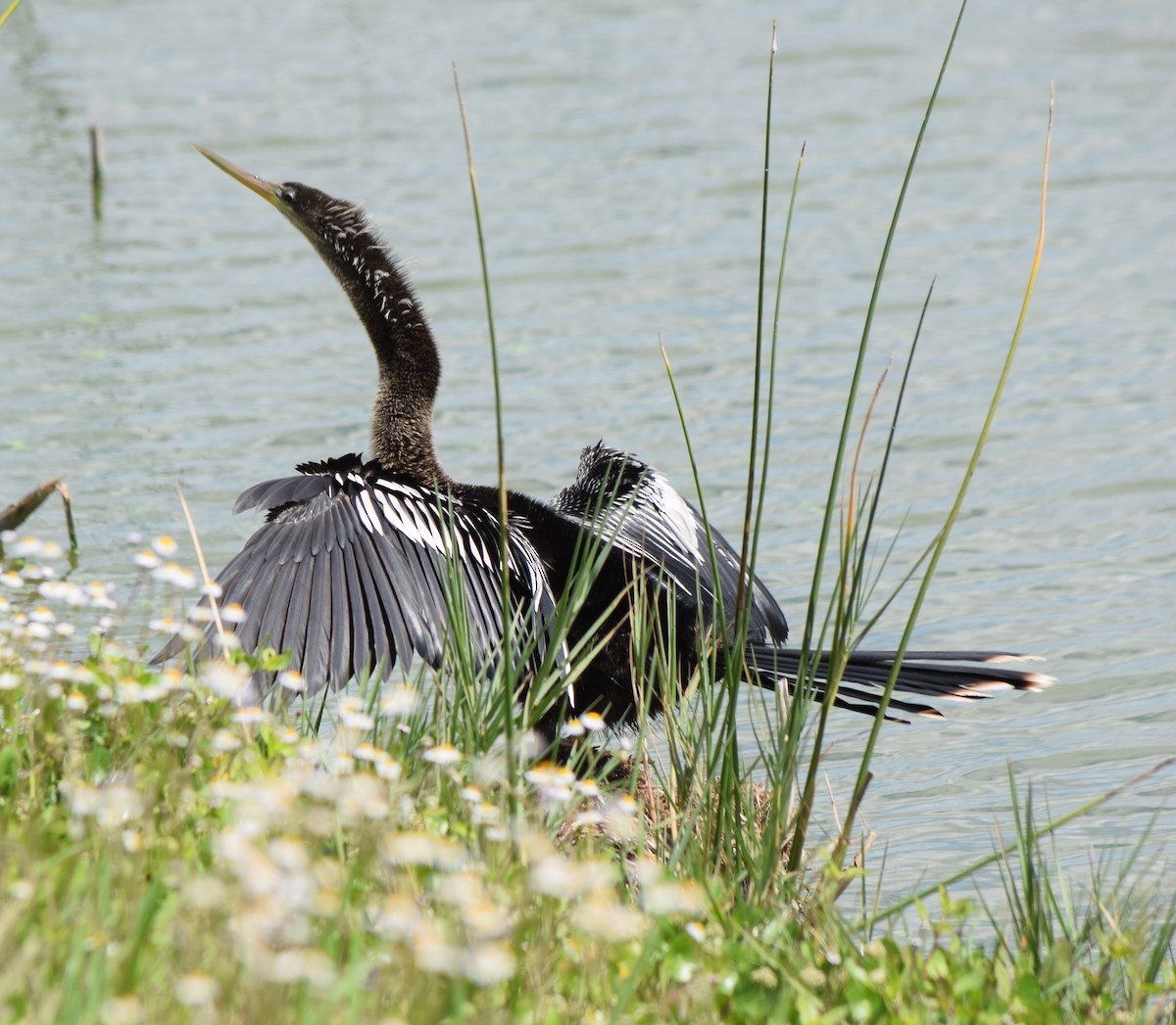 Amerika-Schlangenhalsvogel - ML616738199