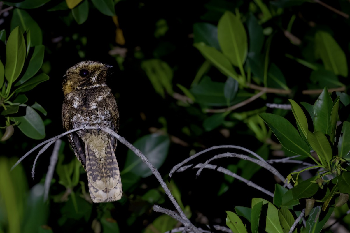 Yucatan Nightjar - ML616738241