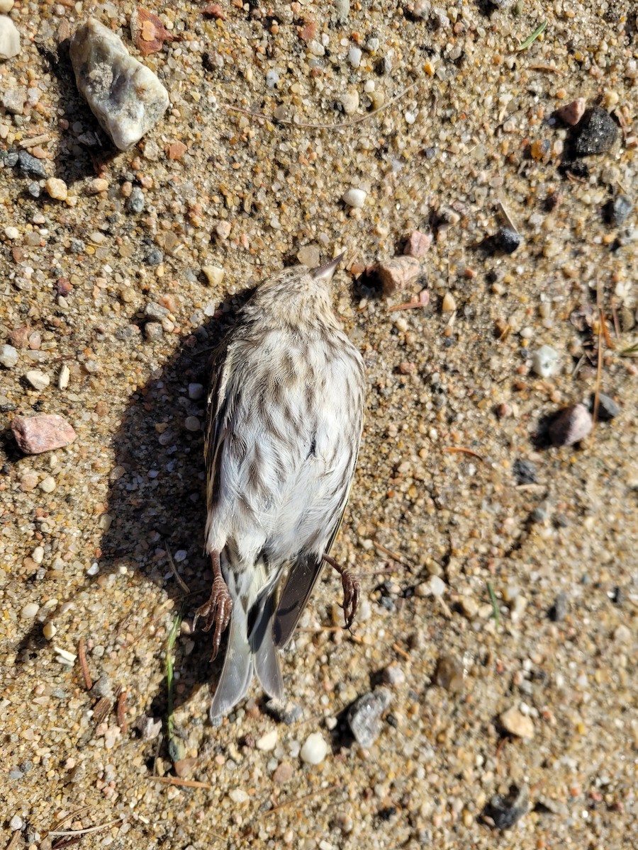 Pine Siskin - ML616738242