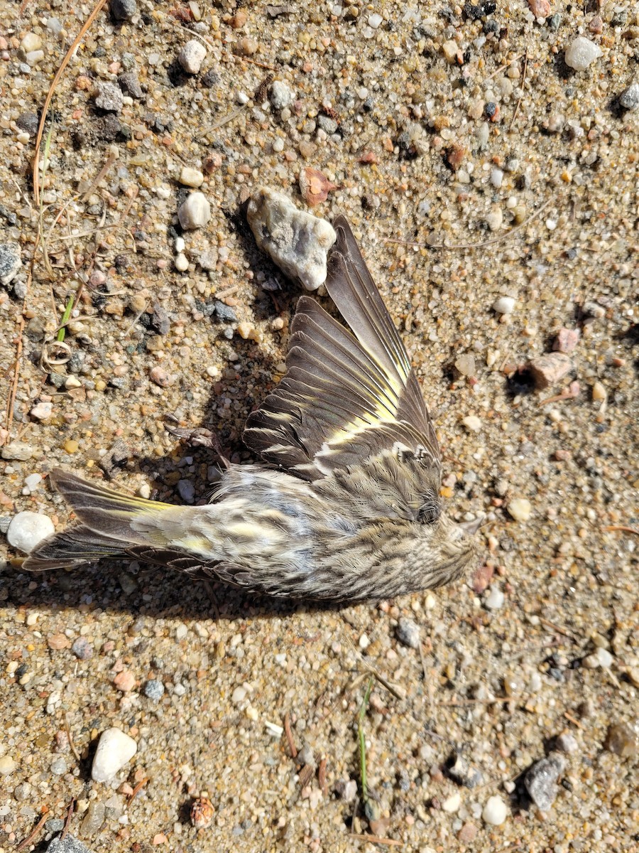 Pine Siskin - ML616738243