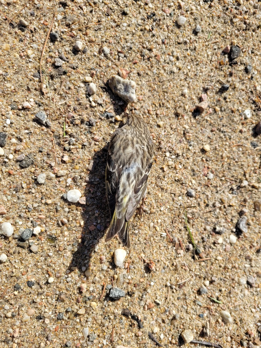 Pine Siskin - ML616738244