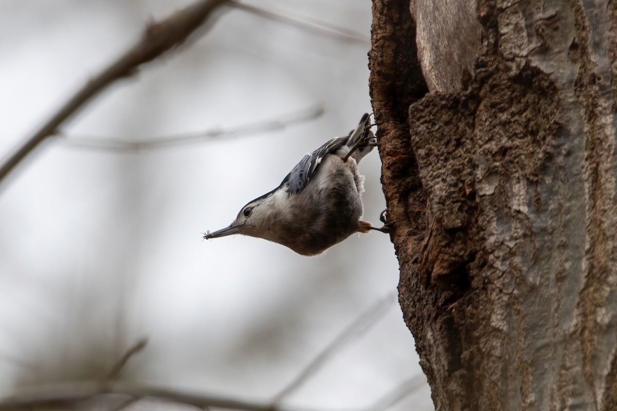 White-breasted Nuthatch - ML616738246