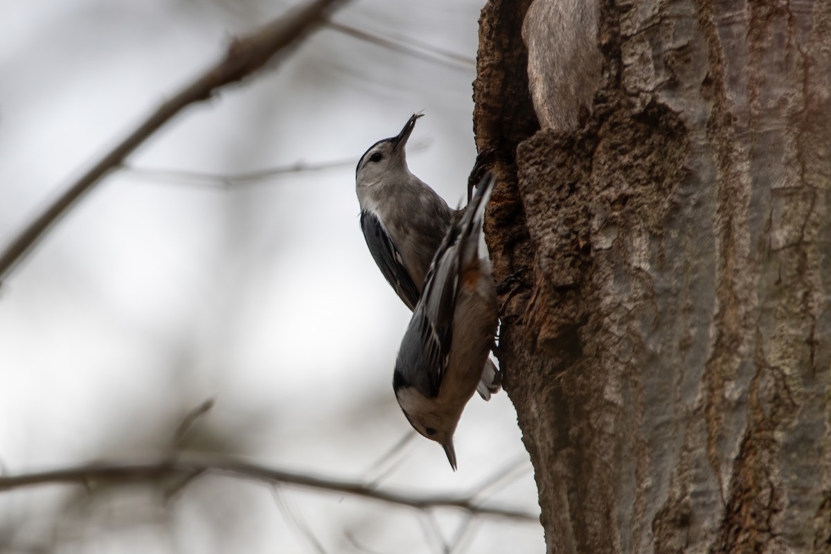 White-breasted Nuthatch - ML616738247