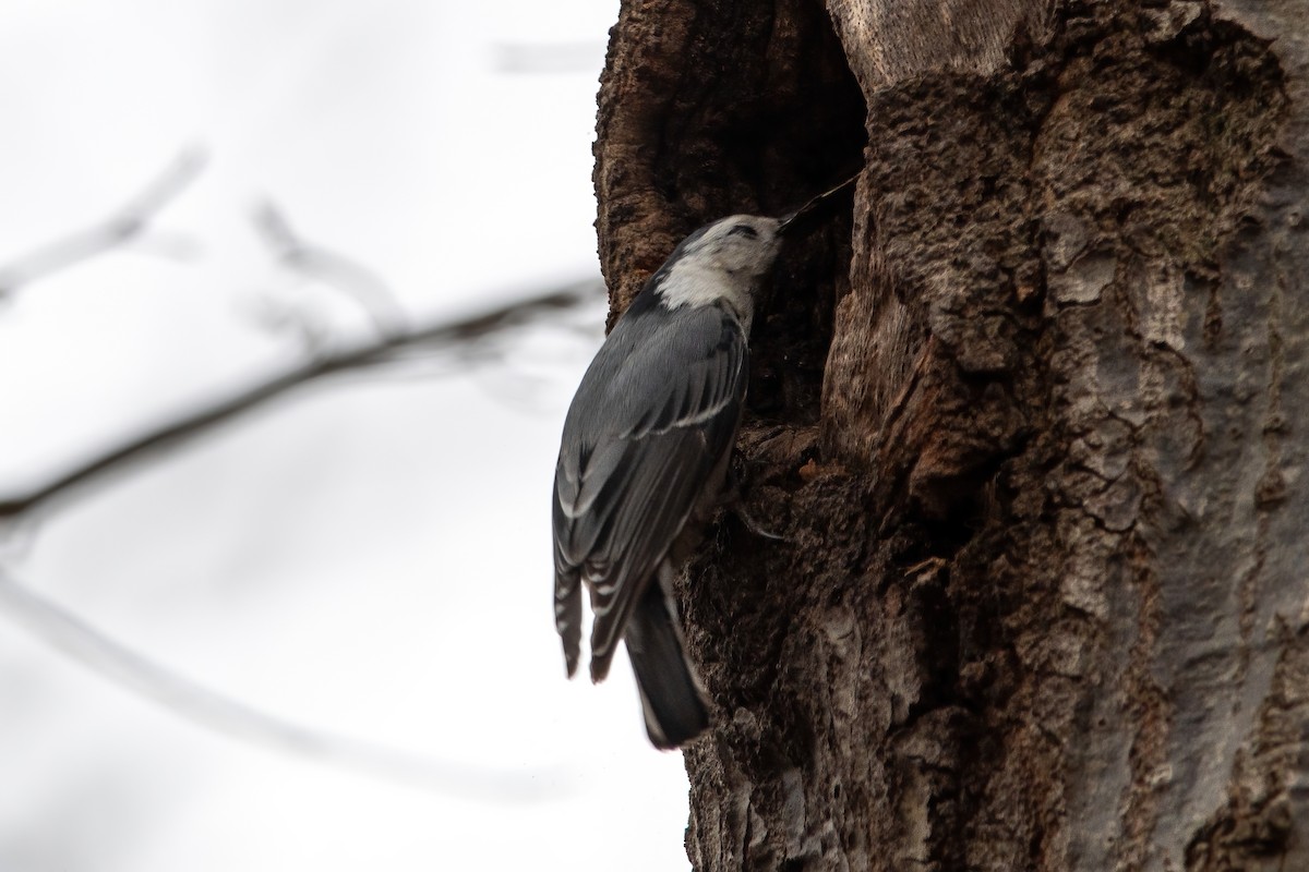 White-breasted Nuthatch - ML616738248