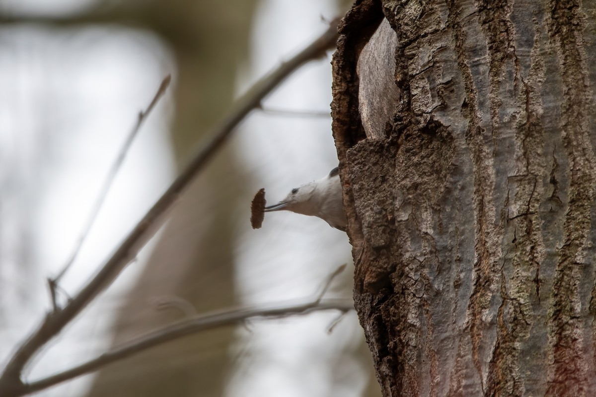 White-breasted Nuthatch - ML616738249