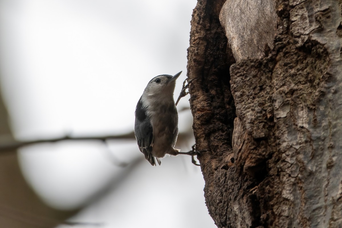 White-breasted Nuthatch - ML616738250