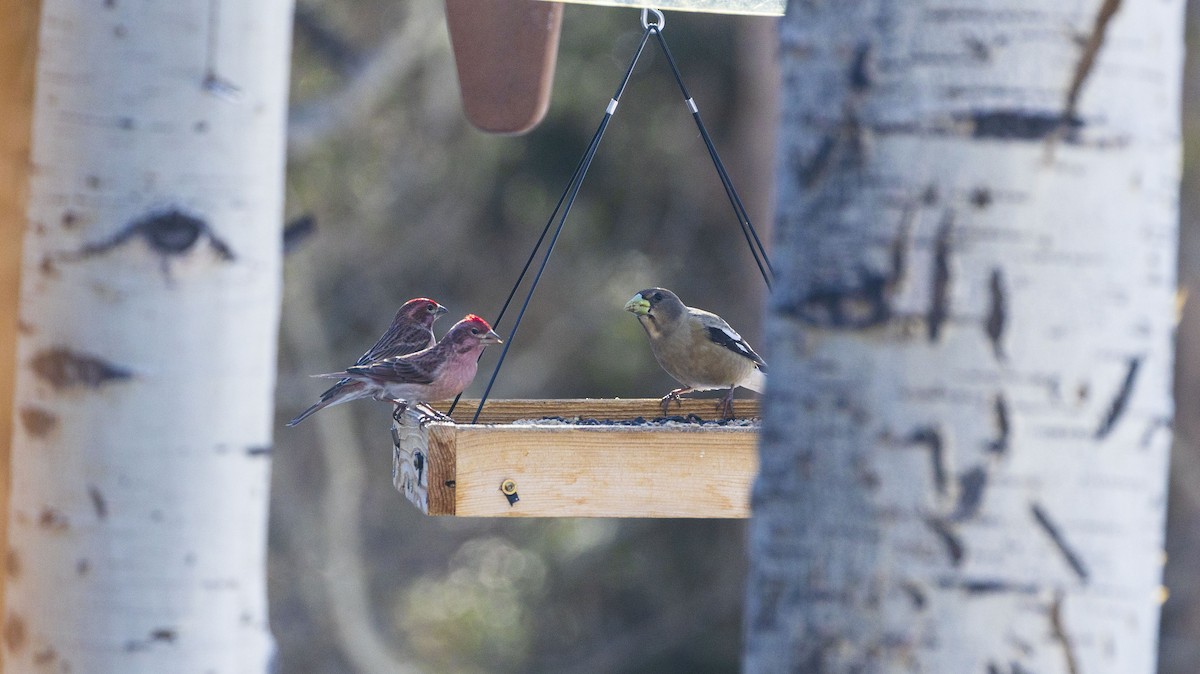 Cassin's Finch - ML616738289