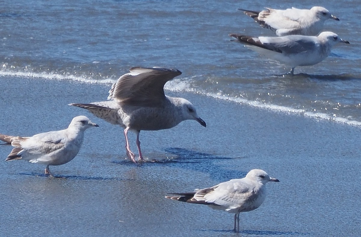 Gaviota (Larus) sp. - ML616738295