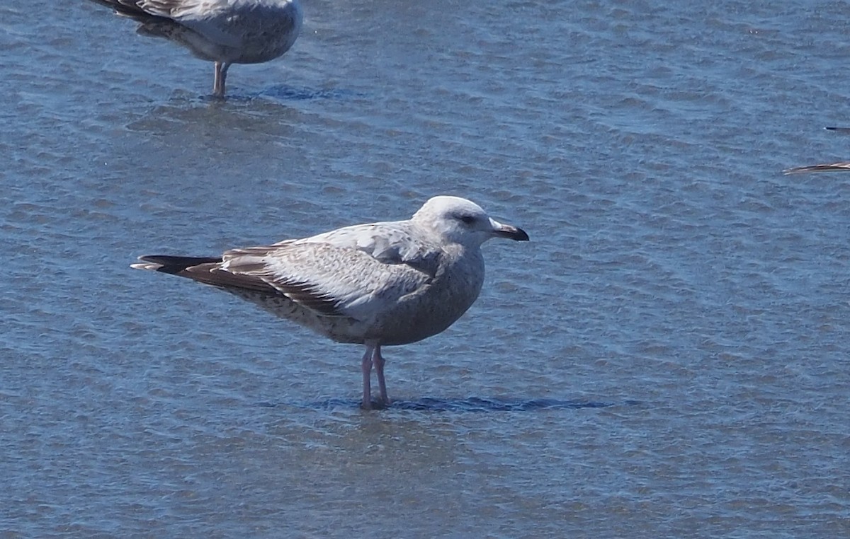 Gaviota (Larus) sp. - ML616738296