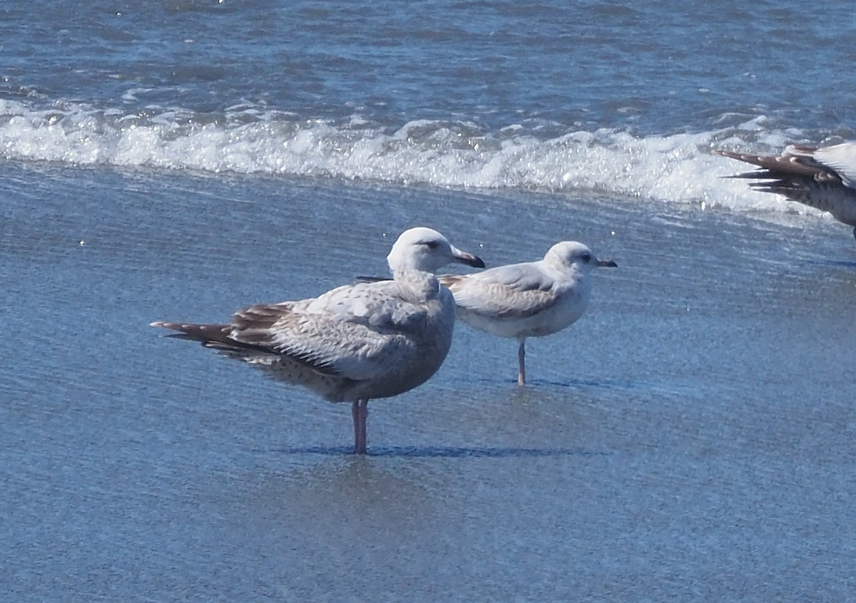 Gaviota (Larus) sp. - ML616738303