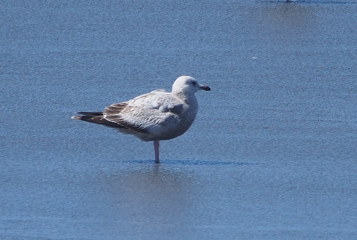 Gaviota (Larus) sp. - ML616738304