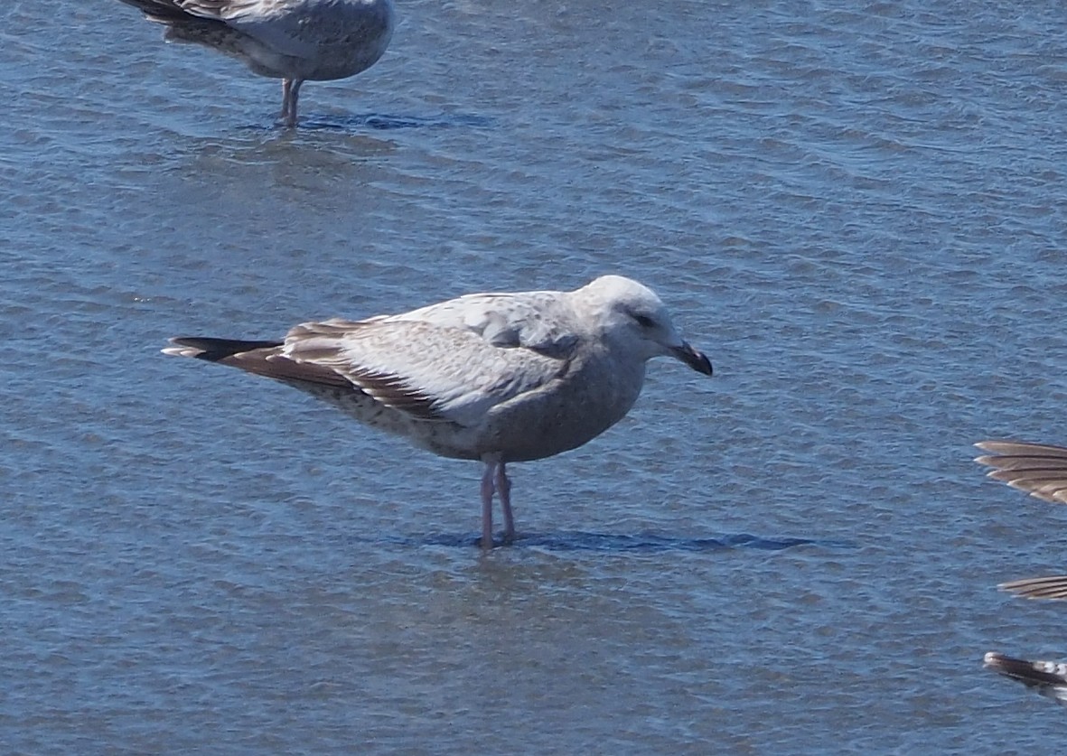 Gaviota (Larus) sp. - ML616738307