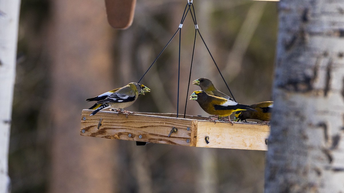 Evening Grosbeak - ML616738309