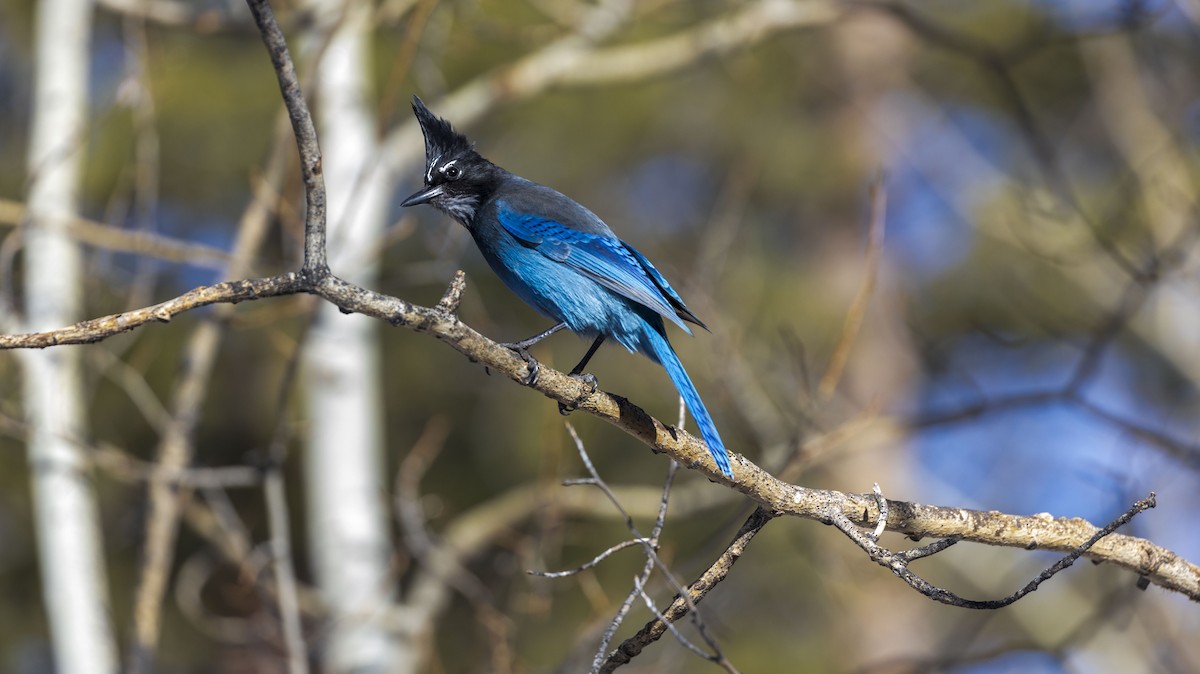 Steller's Jay - ML616738313