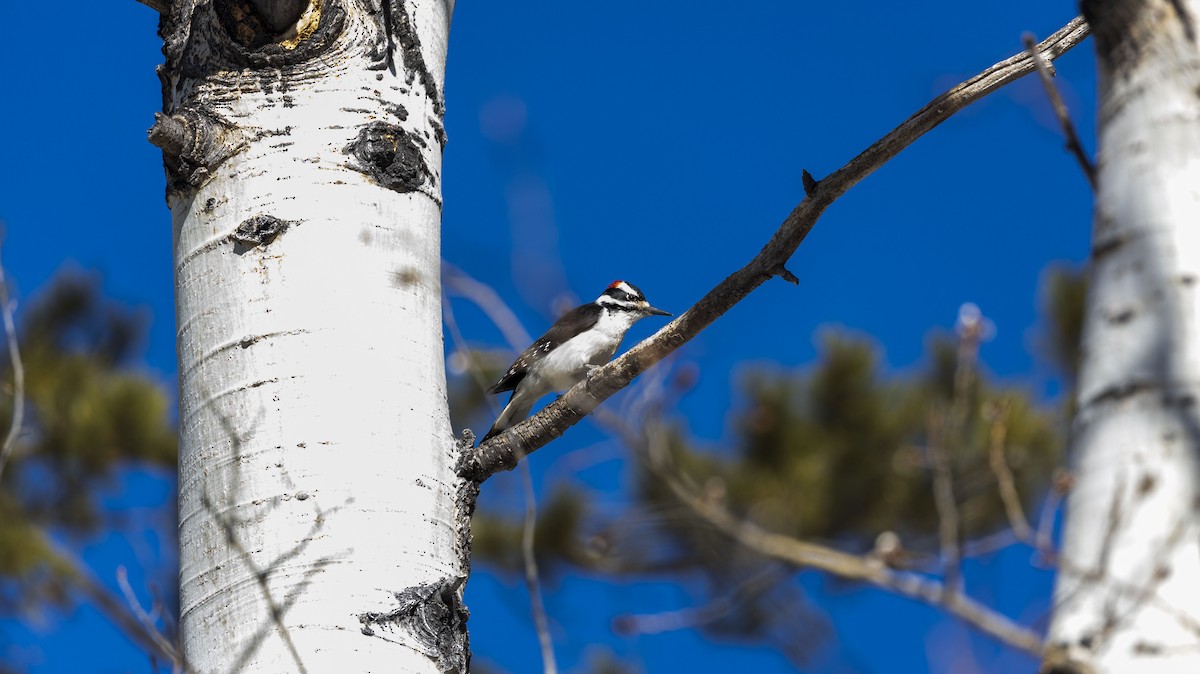 Hairy Woodpecker - ML616738348