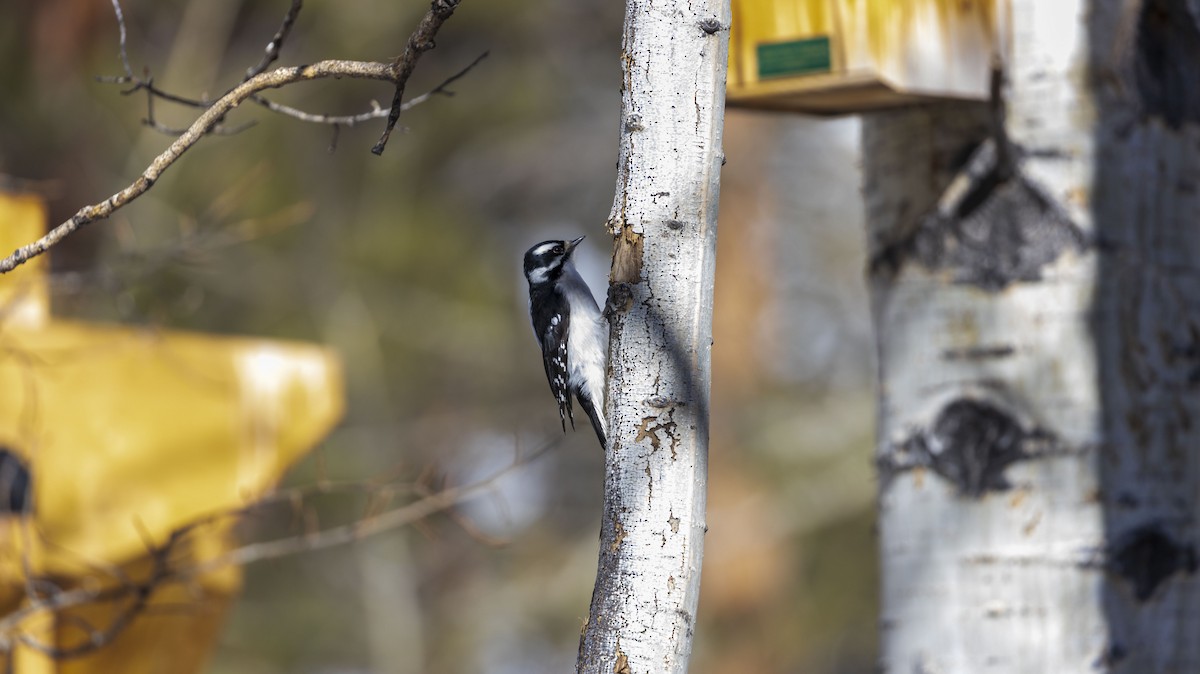 Downy Woodpecker - ML616738351