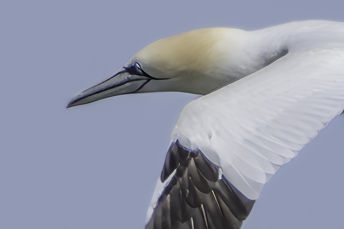 Northern Gannet - ML616738386