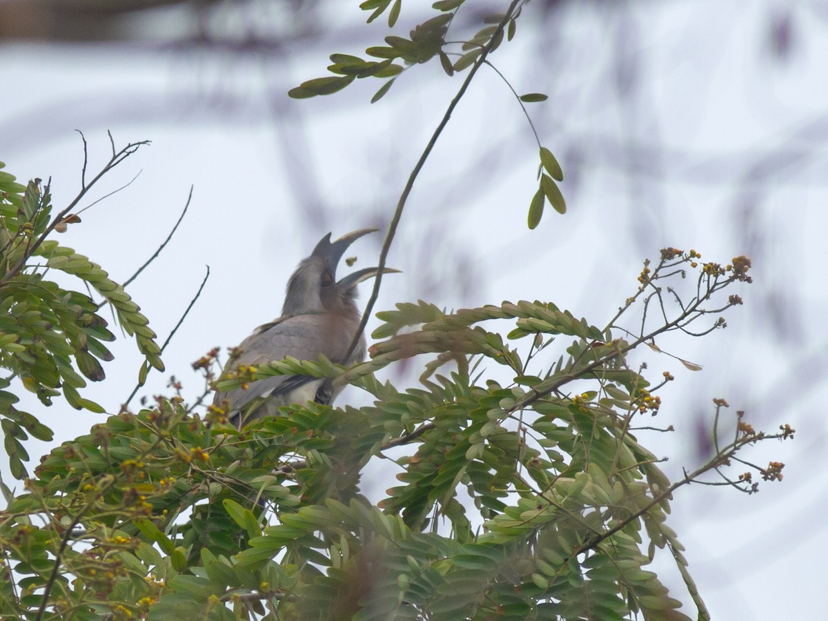 Indian Gray Hornbill - ML616738449