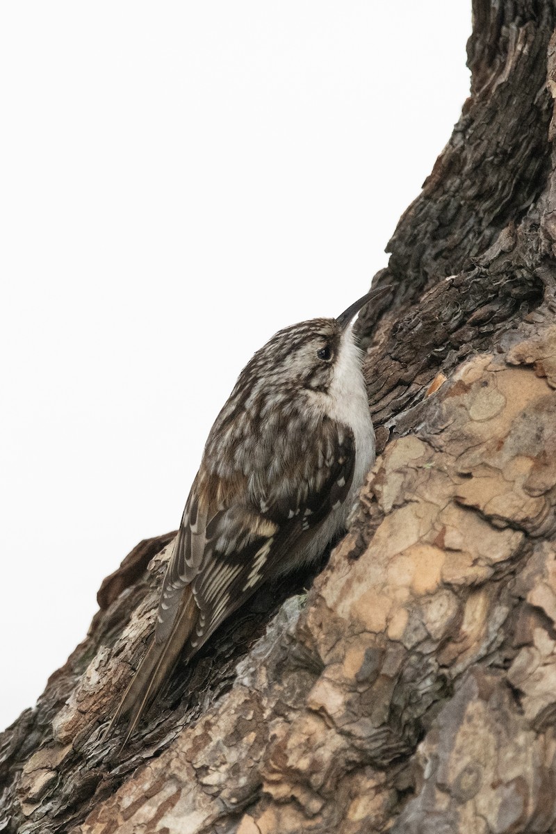 Brown Creeper - Bente Torvund