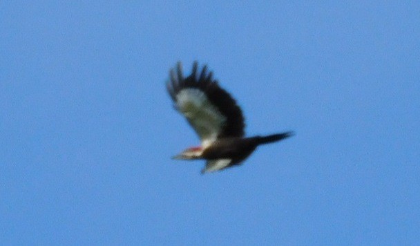 Pileated Woodpecker - Kathy Rhodes