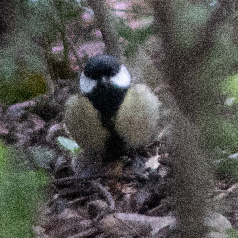 Great Tit - ML616738545