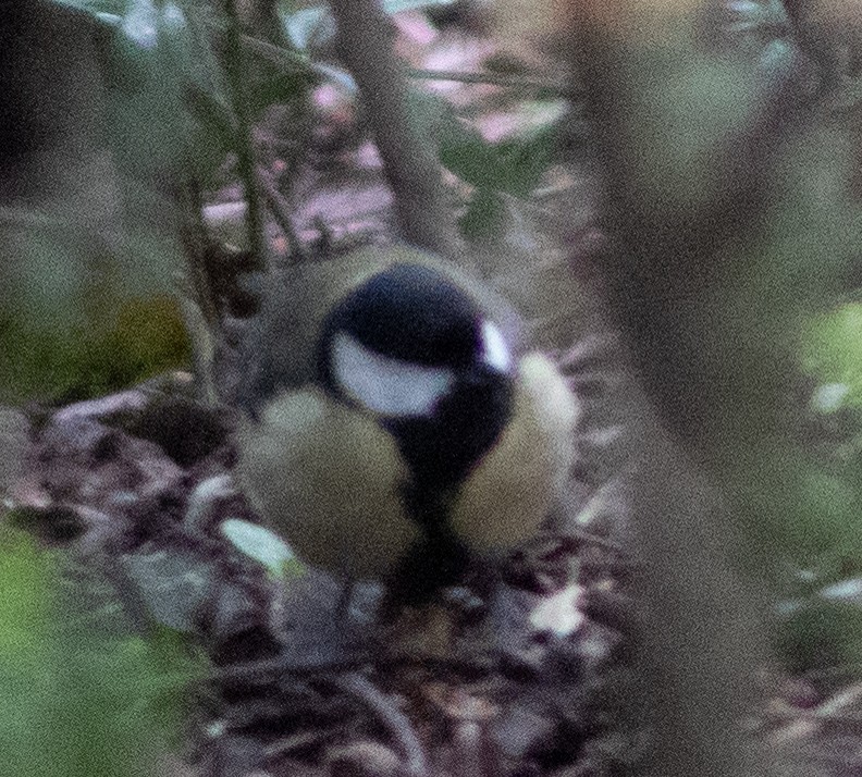 Great Tit - ML616738546