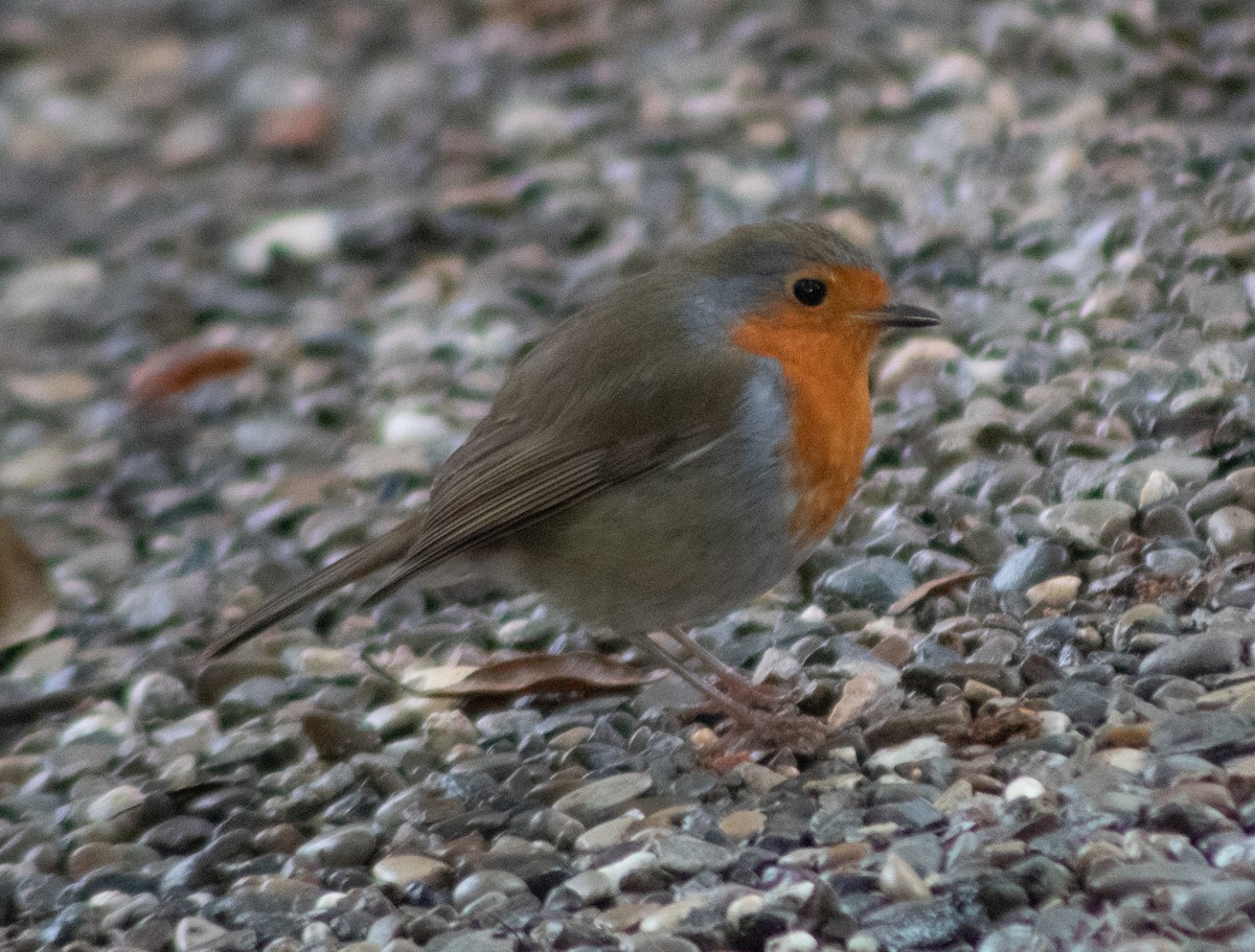 European Robin - ML616738555