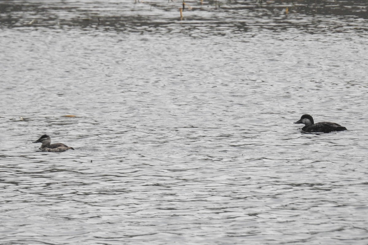 Black Scoter - Jeremy Birket