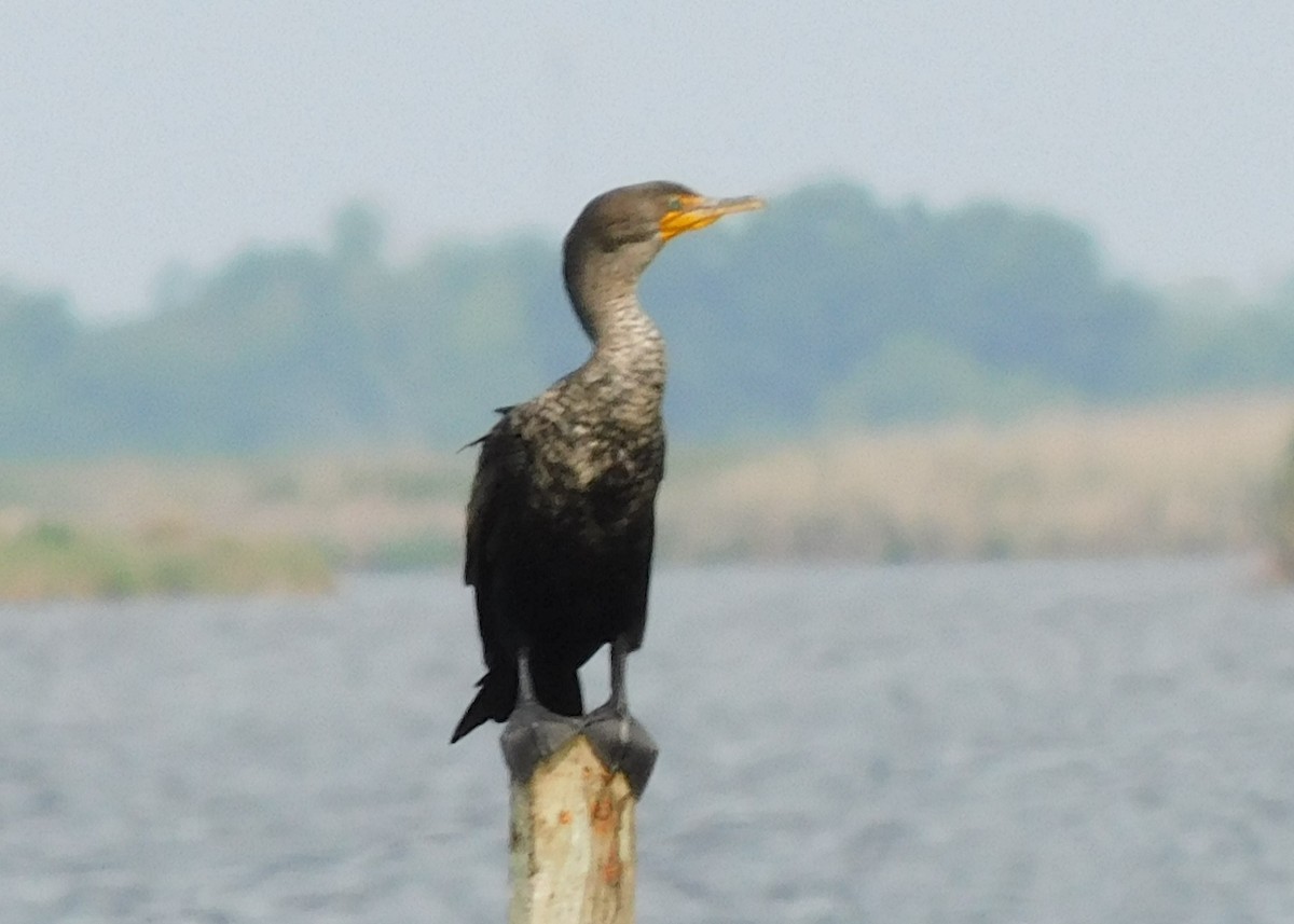 Double-crested Cormorant - ML616738616